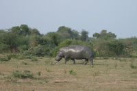 photo of a hippopotamus grazing in the grasslands