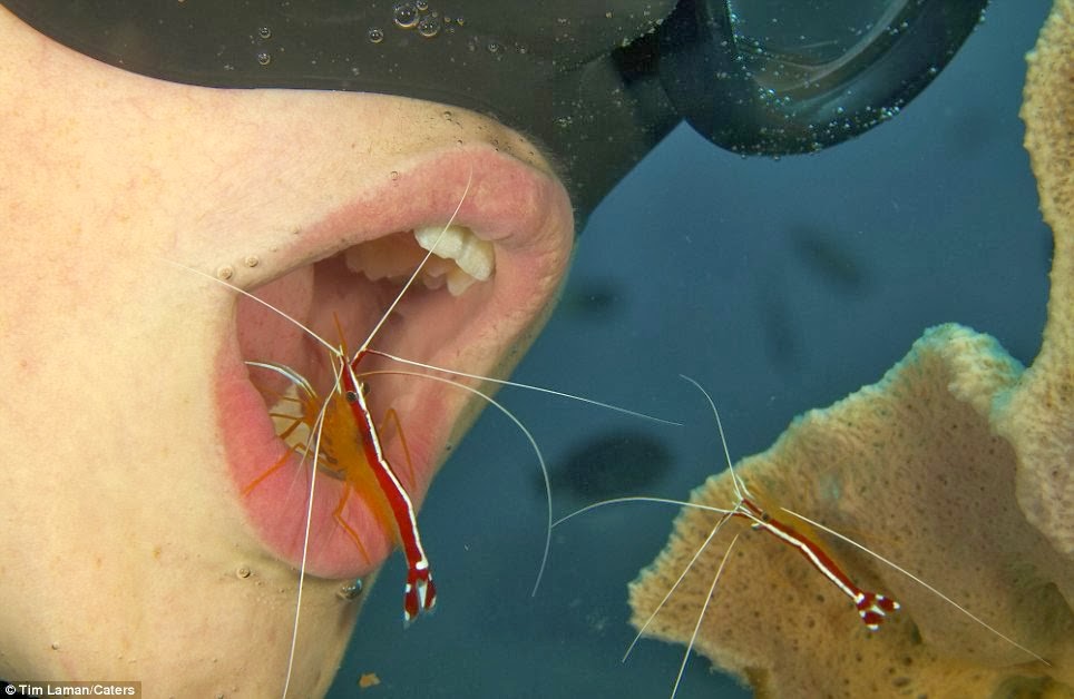 Udang jadi pengganti sikat gigi