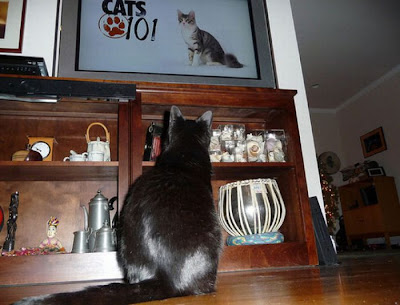 Pets watching TV Seen On www.coolpicturegallery.us