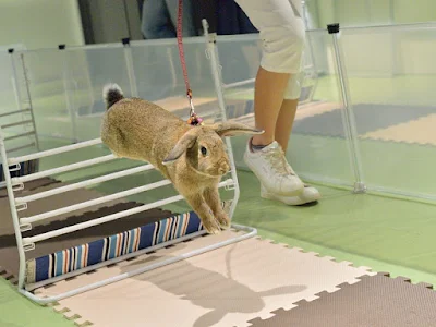 ラビットホッピング練習会 - ロプちゃん