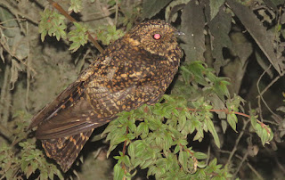 Swallow-tailed Nightjar