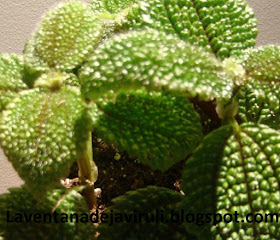 planta-pilea-mollis