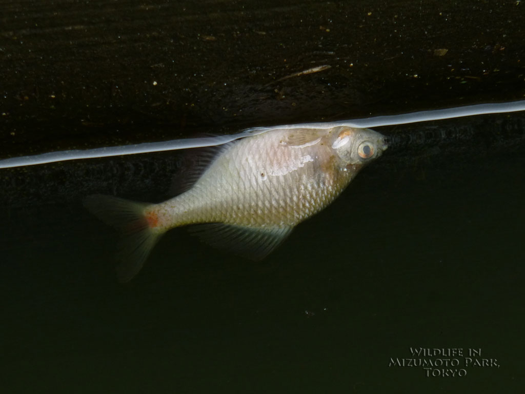 タイリクバラタナゴ Rosy Bitterling 水元公園の生き物