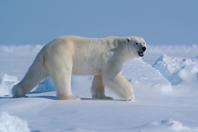 Nova população do urso-polar descoberta na Groenlândia surpreende os cientistas