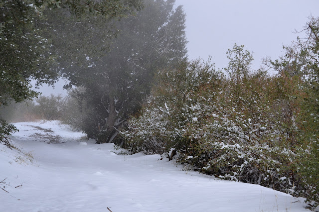 covered in white, except where it is not