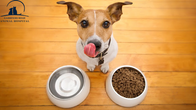 Pet Nutrition Kingston - Why Every Pet Should See a Pet Nutritionist