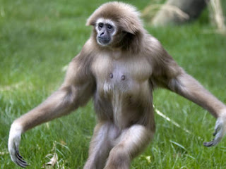 Ungka (gibbon). Sumber dari Google. 