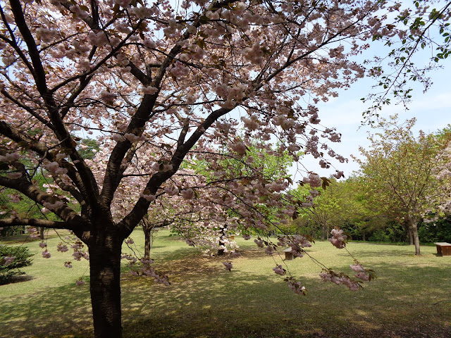 八重桜が満開