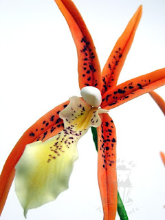 Brassada Orange Orchidee