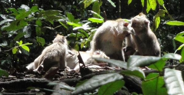 Hutan Kera Suci Hewan Asli Bali - Bali, Wisata, Liburan, Objek Wisata