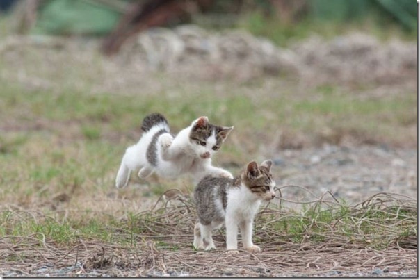 O paraiso dos gatos (2)