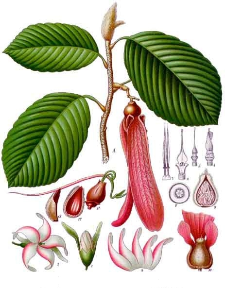 Dipterocarpaceae