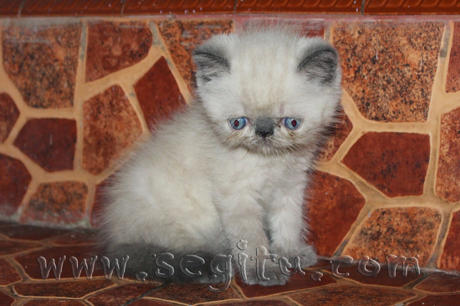 Nama Kucing Betina Warna Putih - Flauschige Katzen