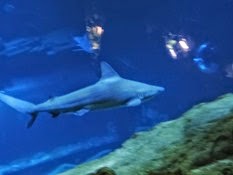 2015.01.25-073 requin