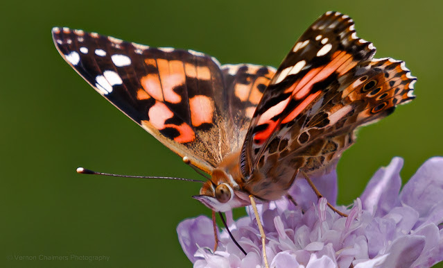 Butterfly after the Rain at Kirstenbosch Copyright Vernon Chalmers Photography