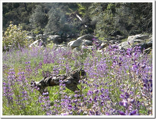 Purple Flowers