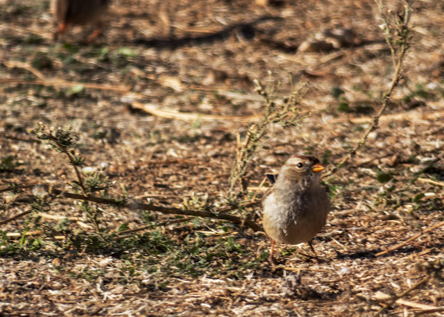 Chipping Sparrow Apple Hill Placerville California