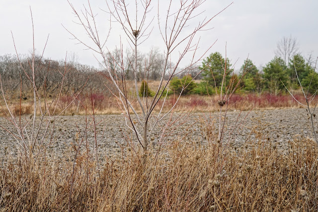 Former farm field in Bob Hunter Memorial Park