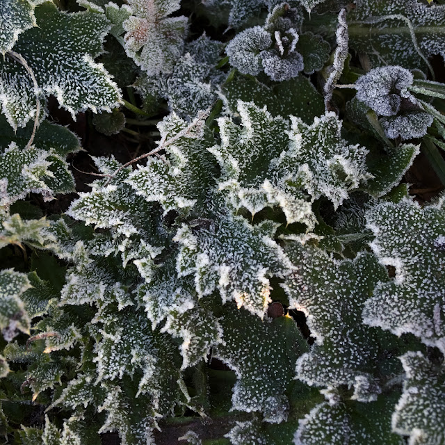 Leaves with ice crystals around the edges