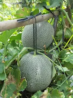 jual benih, bibit melon, melon Amanda Tavi F1, manfaat buah melon, toko pertanian, toko onine, lmga agro