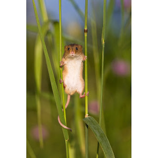 Harvest Mouse stilt walker