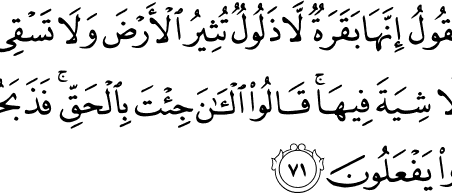 Alquran Daily - surah : Al-Baqarah ,    سورة البقرة   , ayat :  71 (2) -  71 (2)