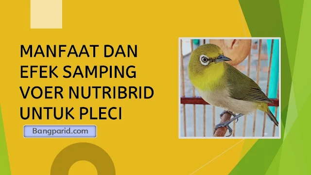 MANFAAT DAN EFEK SAMPING VOER NUTRIBRID UNTUK PLECI