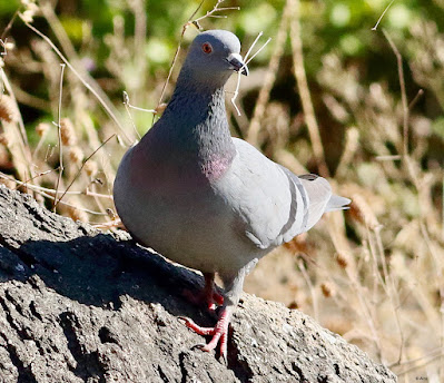 Rock Pigeon - carrying nesting material