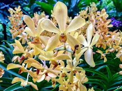 National Orchid Garden Aranda Super Yellow