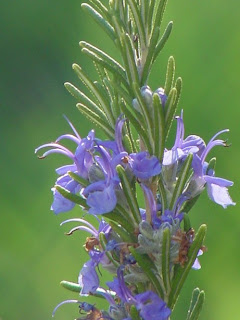 rosemary flower