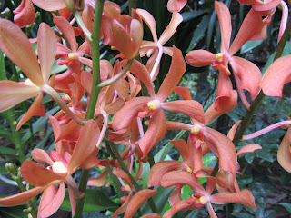 Orchids, National Orchid Garden, Singapore