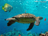Wallpaper Windows Wallpaper Fun Download