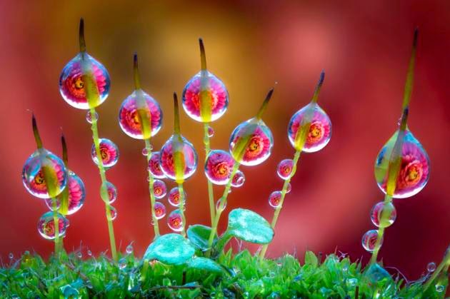 Dew Drops