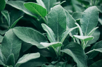 La salvia