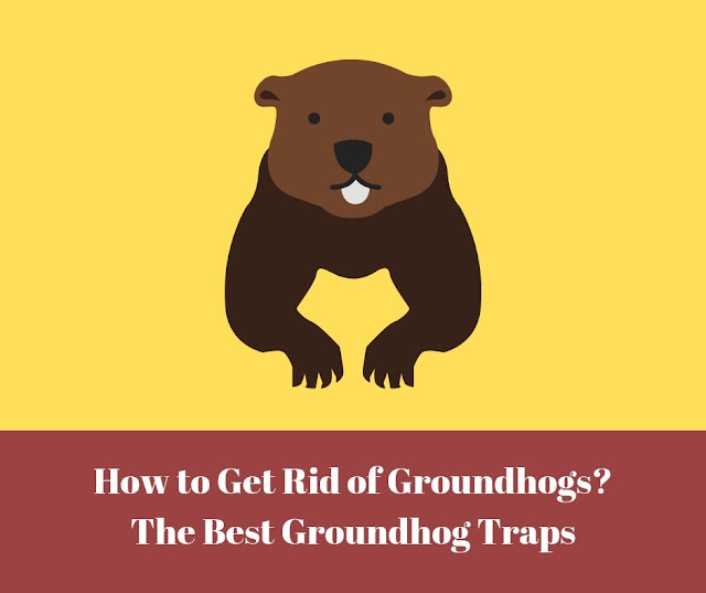 how to get rid of groundhogs? groundhogs trap - pocket