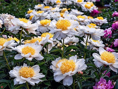 Skakuyaku (Paeonia lactiflora) flowers: Ofuna flower center (Kamakura)