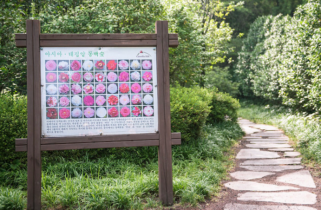 Camellia Hill Jeju