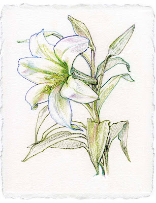 I made this tight little line drawing of a lily that bloomed during the 