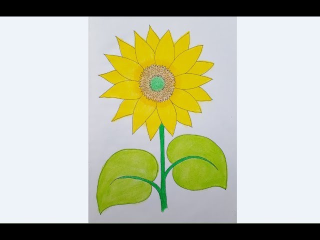 Sunflower Flower Drawing - Sunflower Flower Images Download - Sunflower flower images download - NeotericIT.com