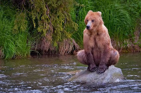 funny animal pictures, bear sitting on rock