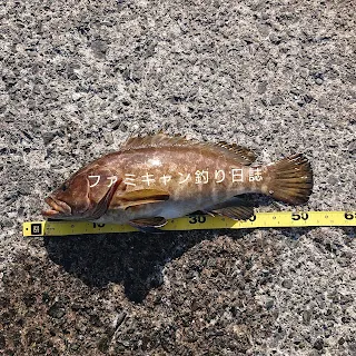 泳がせ釣りで釣った良型のクエ
