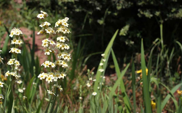 Sisyrinchium Striatum Flowers Pictures