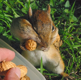Funny animals of the week - 27 December 2013 (40 pics), squirrel gets nut from human