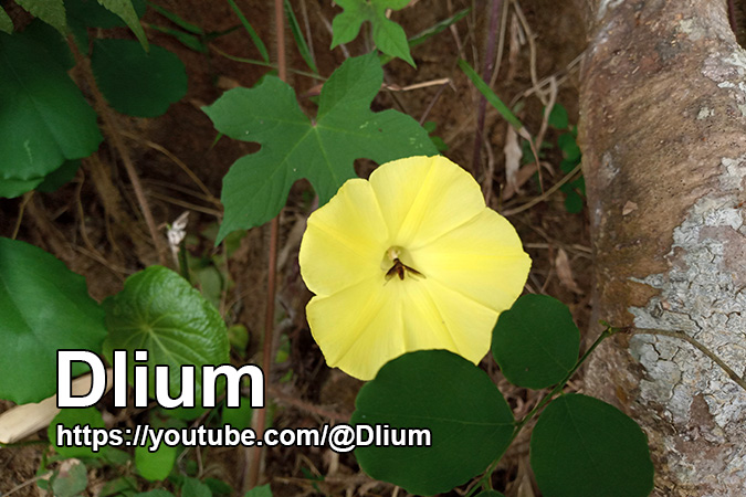 Dlium Navli (Camonea vitifolia)