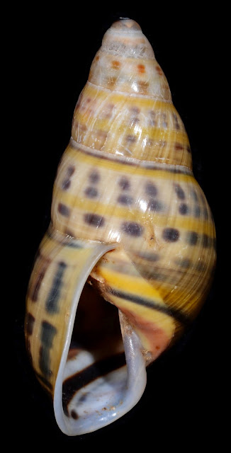 Amphidromus wetaranus wetaranus 32.67mm