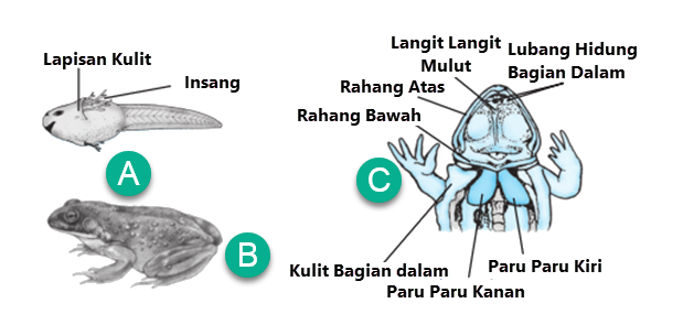 Alat Pernapasan pada Hewan