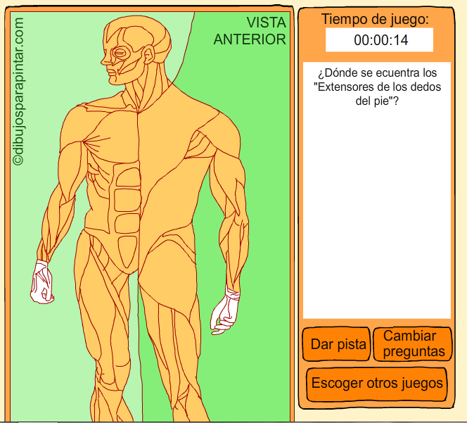 http://www.dibujosparapintar.com/juegos_ed_nat_musculos.html