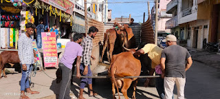 नगर परिषद द्वारा आवारा मवेशी पकड़ने का अभियान चलाया