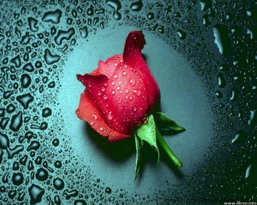 6. New Latest Happy Rose Day 2014 Hd Wallpapers