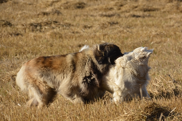 leik på jordet leonberger golden retriever